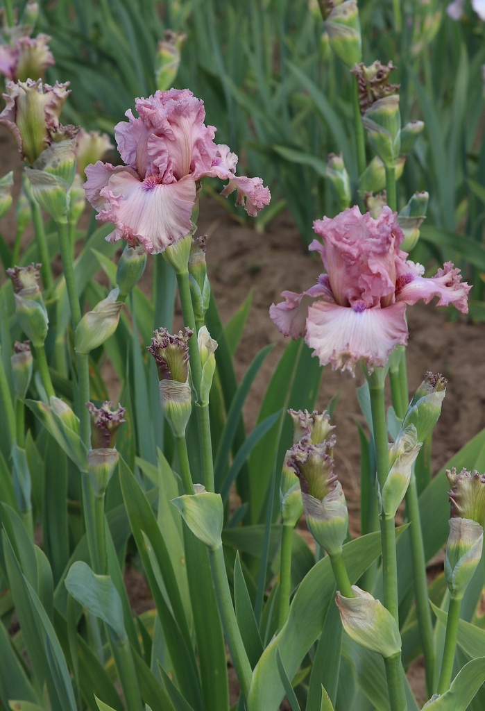 Devoted To You | Mid-America Garden